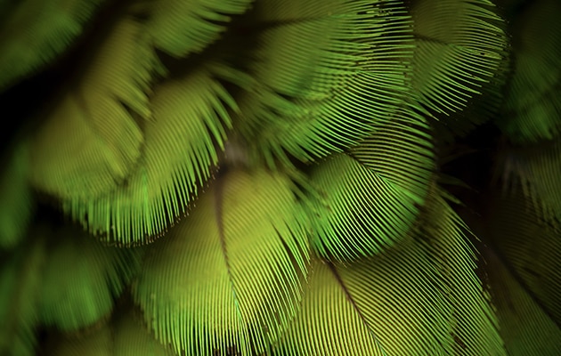 Detail of green feathers